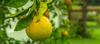 Agriculture ministry announces availability of subsidized citrus plants for sale