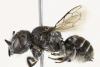 Science People Researchers Discover New 'Lucifer' Bee with Devil-Like Horns in Australia