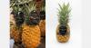 "The Christmas season is looking particularly challenging for pineapples in Spain"
