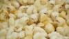 Kuipers Breeders Ghana targets 7 million day-old chicks annually