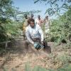 Ethiopia's invasive prosopis tree chokes livelihoods and land