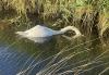 Three swans and several thousand fish killed in ‘pollution incident’
