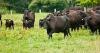 Argentina beef might adversely affect prices for struggling ranchers