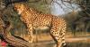 India, Botswana announce Cheetah translocation pact; Prez Murmu says we will take good care of them