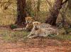 India, Botswana announce cheetah translocation pact