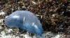 Scientists work to predict man-of-war appearances