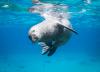 Scientists uncover hidden acoustic world of Hawaiian monk seals