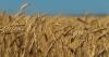 Armenia Denies Plans To Import Ukrainian Wheat Instead Of Russian