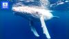Scientists worried as rare albino baby whale looking 'a little thin'