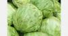 Bulgaria faces record low cabbage prices amid oversupply