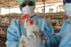 Czechs To Cull Over 70,000 Birds As Bird Flu Hits