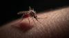 Scientists dream of beating malaria by editing disease-carrying mosquitoes' DNA. Could it work?