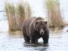 Judge considers request to halt controversial bear cull in Western Alaska