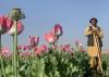 CIA’s Secret Poppy Seed Program Targeted Afghan Opium for Over a Decade