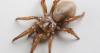 Scientists identify a new species of spider that lives underground in coastal sand dunes.