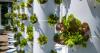 Want to learn indoor gardening? LA City Council greenlights new hydroponics project