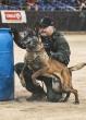 Scottsdale Police dog among winners at the Arizona Law Enforcement Canine Association competition