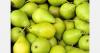 Azerbaijan pear exports rise and reach new markets