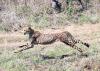 Botswana gifts 8 cheetahs to India, lauds country’s landmark wildlife conservation initiative