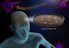As Neural Organoid Research Accelerates, Scientists Discuss Ethics