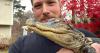 See you later alligator: Boston’s social media star critter captured