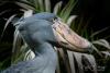 Science USA TODAY Viral video shows towering dinosaur-like bird (but it's not that big)