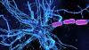 Scientists Identify Neurons Driving Anxiety – And How to Calm Them
