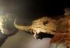 Science Reuters RNA recovered from Siberian mammoth that died 39,000 years ago