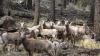 Arizona moves 'nuisance' bighorn sheep away from mine