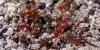 ‘Red Fire Ants’ Confirmed In Bermuda