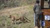 Botswana hands over 8 cheetahs to India during President Droupadi Murmu’s visit