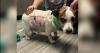 Colorado Springs dog barely survives coyote attack, owner shares warning