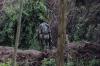 Islamic State’s Central Africa Affiliate Expands Deadly Reach as Military Pressure Reshapes Eastern Congo