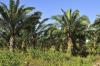 Why Sustainable Palm Oil is Becoming a Crucial Social and Economic Factor for Colombia’s Future