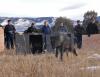 Colorado forges ahead with winter wolf release amid federal, local headwinds 