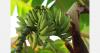Ecuador scientists test gene editing for banana Fusarium control