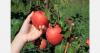 Belarus sets new size rules for apples