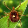 AP News: Scientists document a death from a meat allergy tied to certain ticks