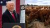 Trump makes stunning tariff backflip on Australian beef exports