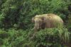 Researchers find evidence of elephant poaching in remote Bangladesh forest