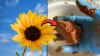 Would you eat sunflower meat? Scientists say it's good for you (and the planet)