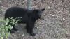Experts urge caution, offer safety tips as Arkansas's bear numbers increase