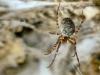 Massive Spider Colony Found in Albanian-Greek Border Cave Astonishes Scientists