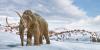 Woolly mammoths could be brought back to life after scientists make breakthrough genetic discovery