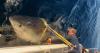 Huge 14ft great white shark is largest ever recorded after surfacing in New Jersey