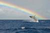 Whales, waves & world ties: Réunion Island joins Hermanus Whale Festival