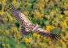 Griffon vulture to be reintroduced to Romania’s Făgăraș Mountains