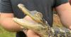 Small alligator rescued from Boston river after becoming social media sensation
