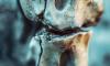 Science discovers a way for bones to repair themselves