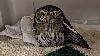 Alaska’s smallest owl gets the royal treatment after life-threatening injury